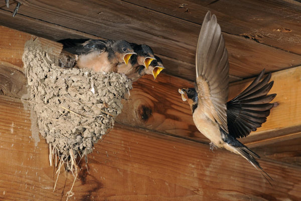 barn-swallows-at-nest-scott-linstead Bats nesting in attic space
