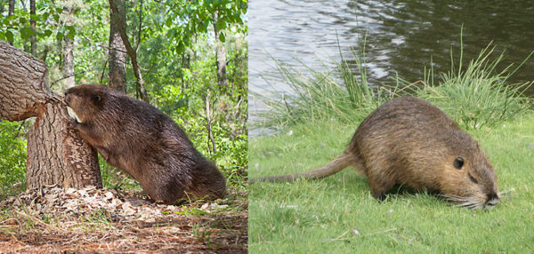 beaver-muskrat Bats nesting in attic space