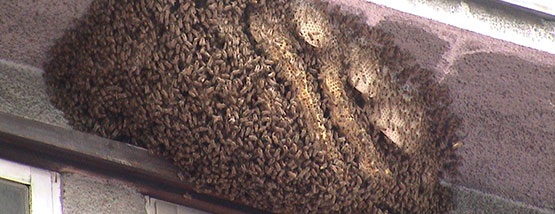 Bats nesting in attic space