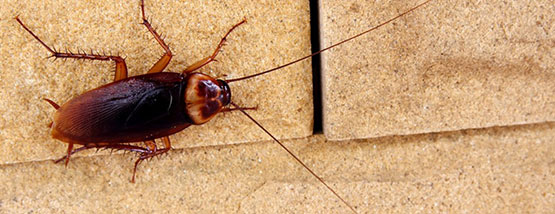 cockroach cockroach on the floor in urbandale