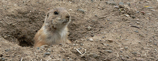 groundhog Groundhog burrowing in a lawn