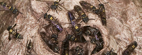 hornets Bats nesting in attic space