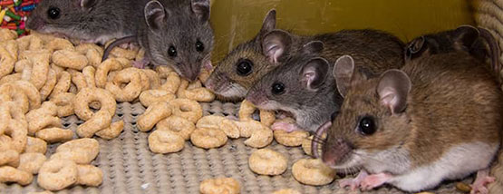 mice eating cereal at a home in Adel