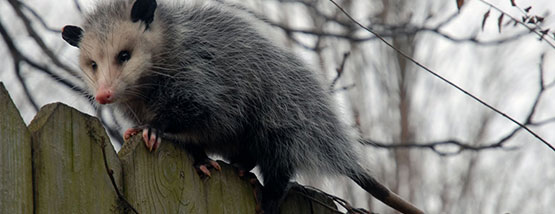 opossum in a tree in waukee Bats nesting in attic space