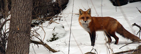 red-fox red fox outside des moines, ia
