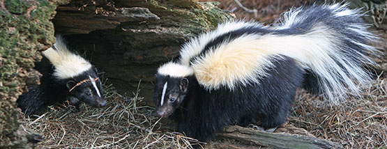 skunks in thier home on a farm in Bondurant Bats nesting in attic space