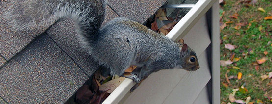 squirrel squirrel on a gutter in Altoona