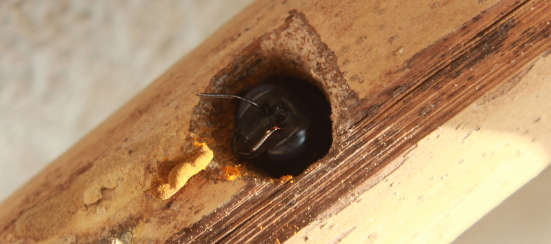 Carpenter Bee Wooden Hole