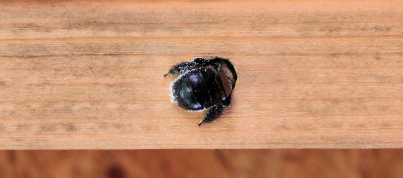 Carpenter Bee Drilling a Hole