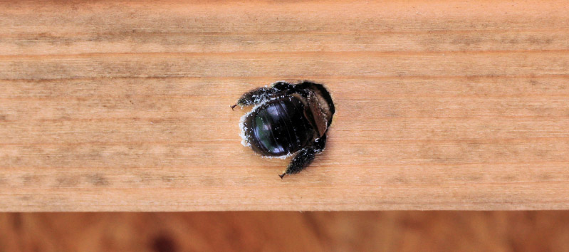 Carpenter Bee Drilling a Hole Carpenter Bee Drilling a Hole