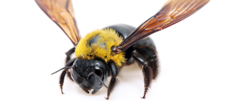 Carpenter Bee