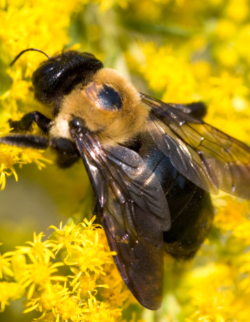 Carpenter Bee Removal