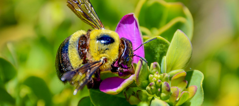 Carpenter Bee