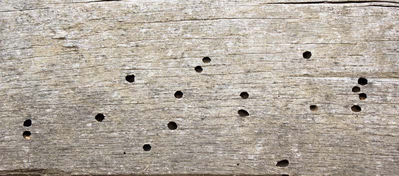 Carpenter Bee Wood Damage Carpenter Bee Wood Damage