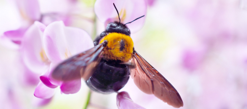 Carpenter Bee Hanging on a Flower