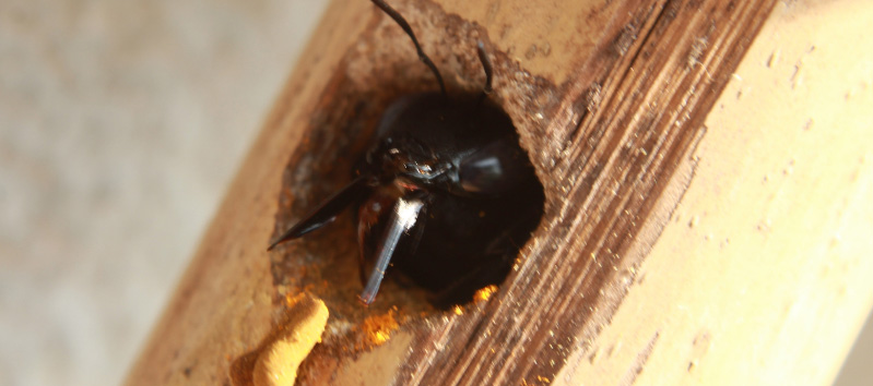 Carpenter Bee Nest