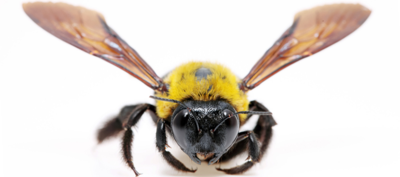 Carpenter Bee Close Up