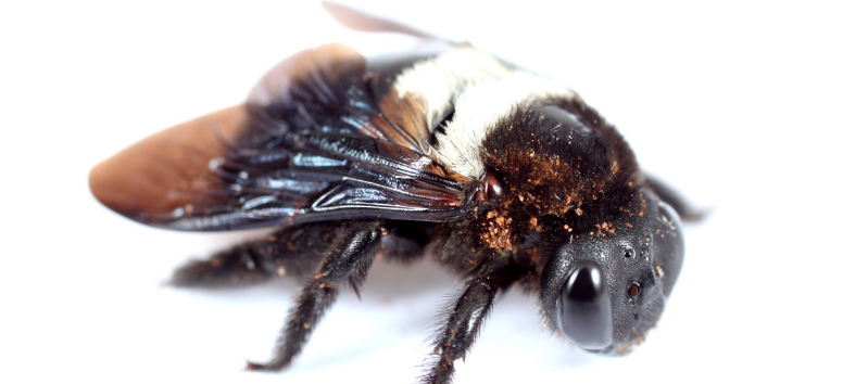 Carpenter Bee Side View