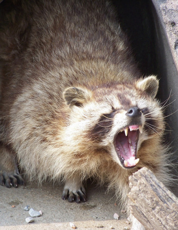 Raccoon Removal Service Raccoon Removal Service