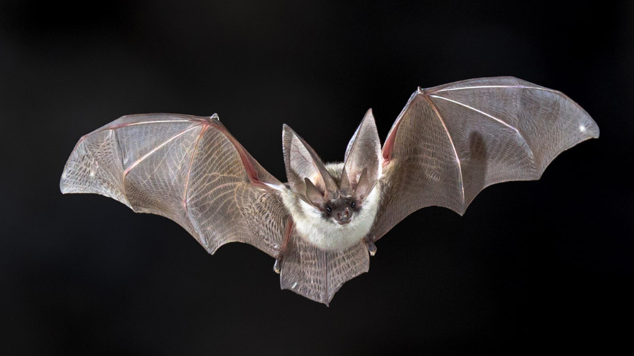 Bat Removal in West Des Moines