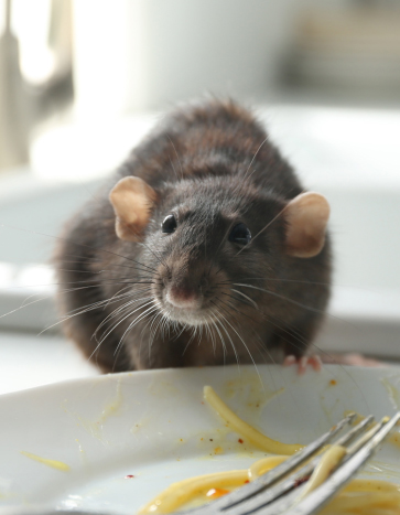 Black Rat Removal and Prevention