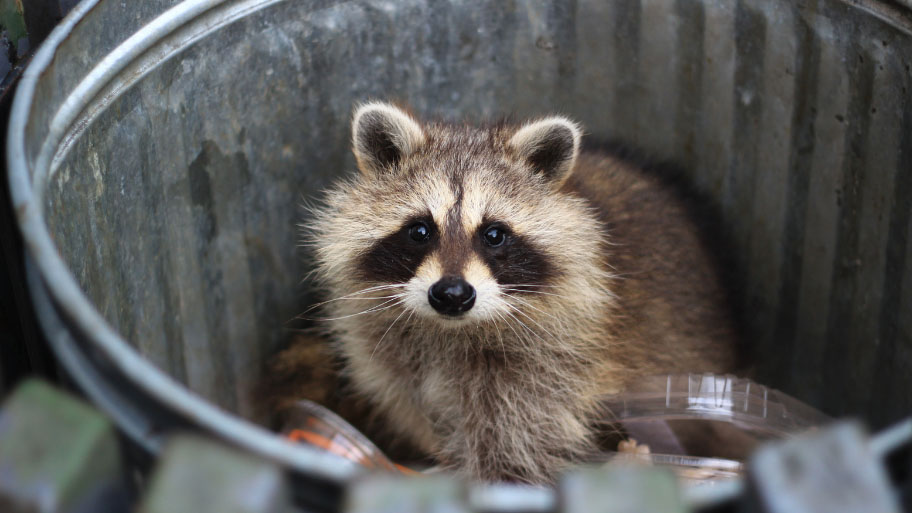 Raccoon Removal in West Des Moines