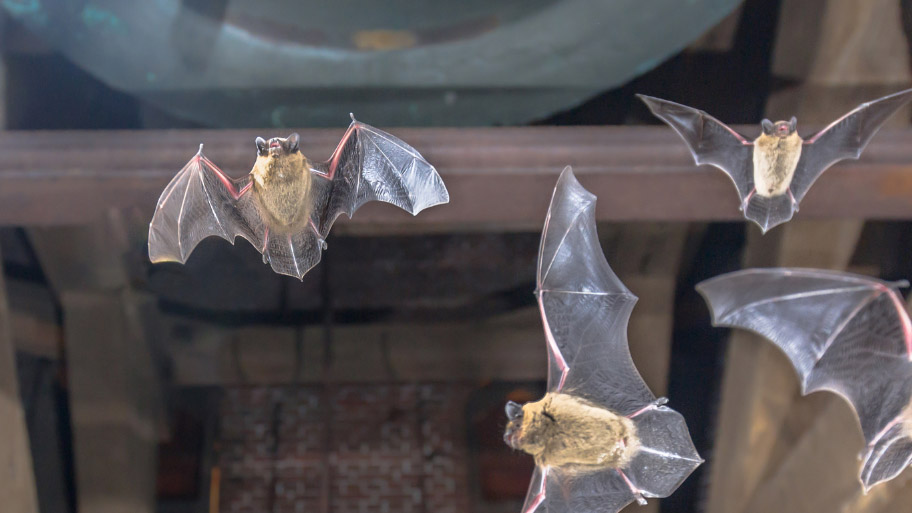 Bat Removal in Adel, IA