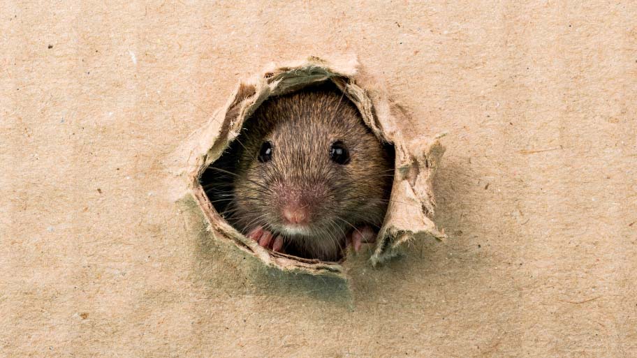 Mouse entering house - Winter Pest Control
