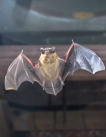 Humane bat removal service in Des Moines, IA Bat Removal Service