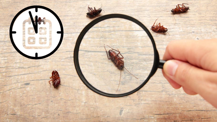 Long-Term Pest Prevention - Holiday Pest Prevention Tips