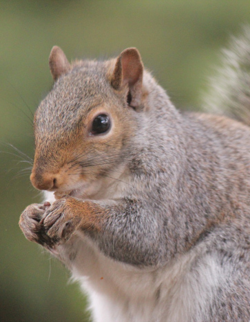 squirrel removal service