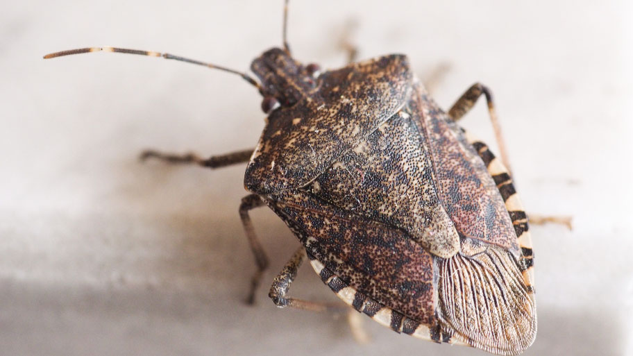 Brown Marmorated Stink Bug