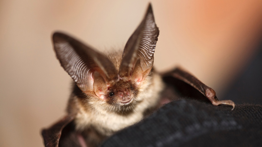 Bat Removal in Ankeny, IA