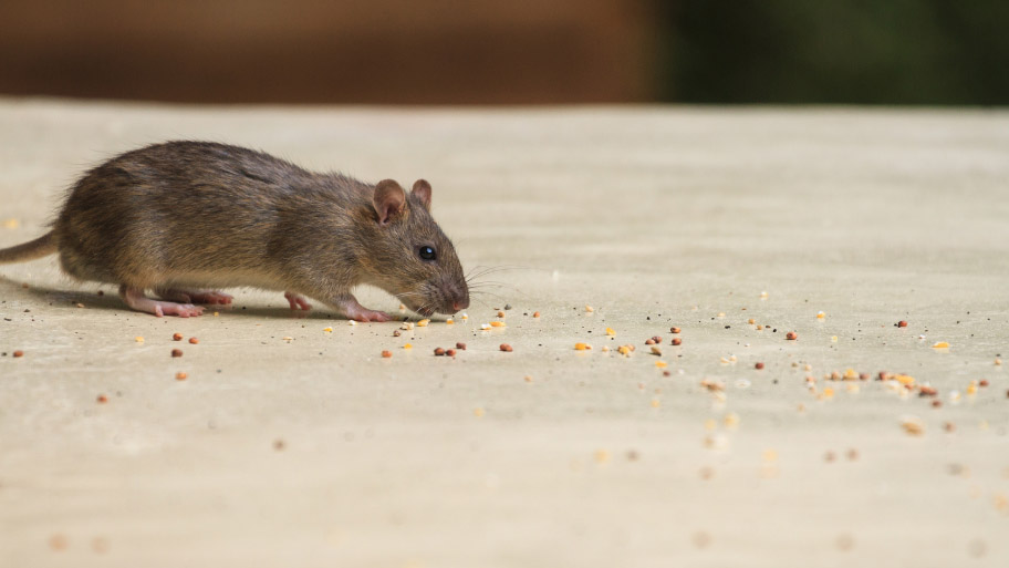 Mice Removal in Ankeny, IA