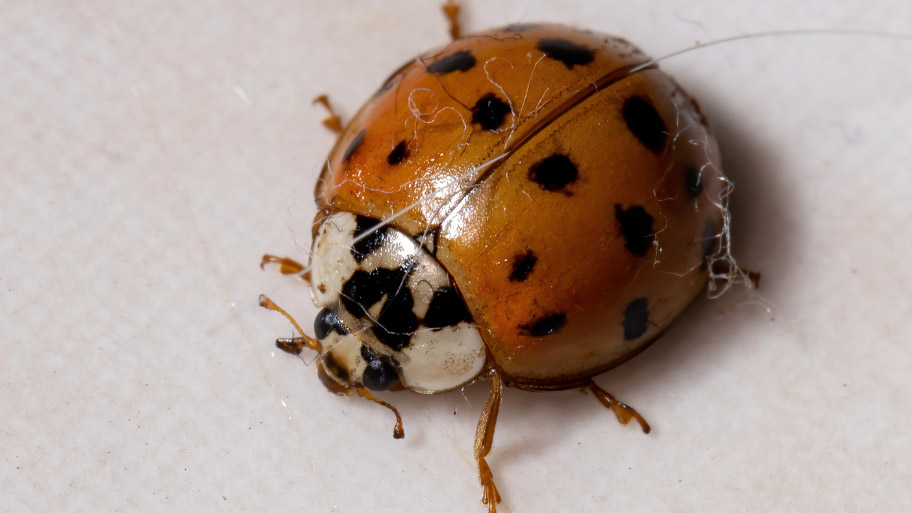 Brown Marmorated Stink Bug