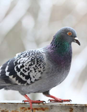 Pigeon Removal