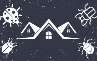 Ladybugs and Stink Bugs Seek Shelter in a House During Winter