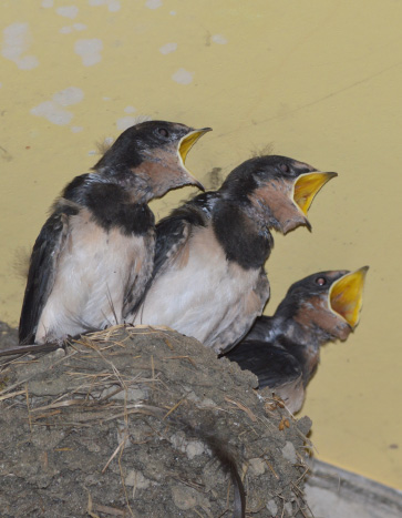 Barn Swallow Removal