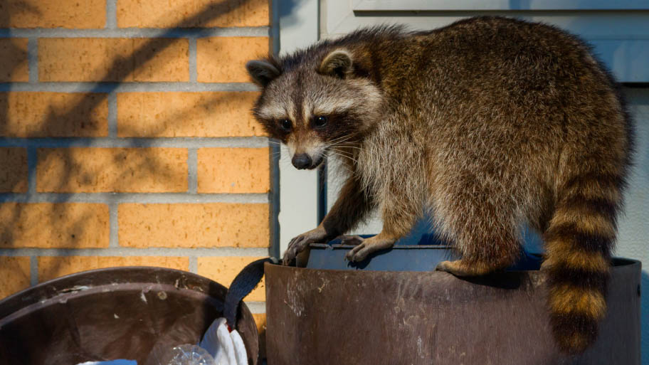 Raccoon Removal in Ankeny