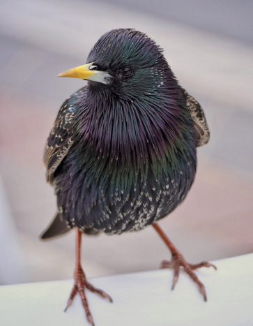 Starling sitting on a house roof - Starling Removal Services