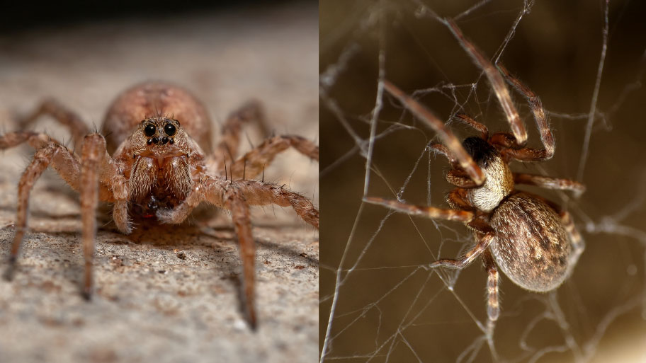 wolf spider and common house spider side by side