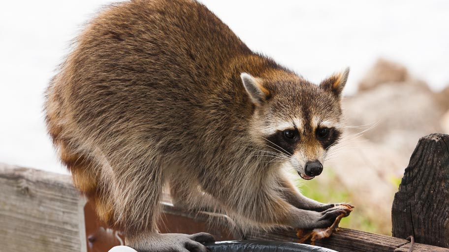 Raccoon Trash Diving - Raccoon Removal in Waukee, IA