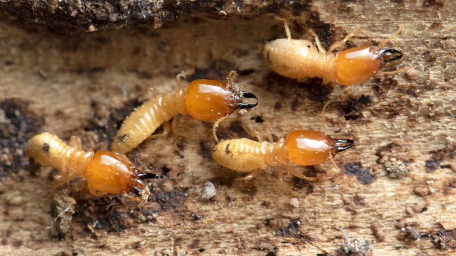 Termites eating a house