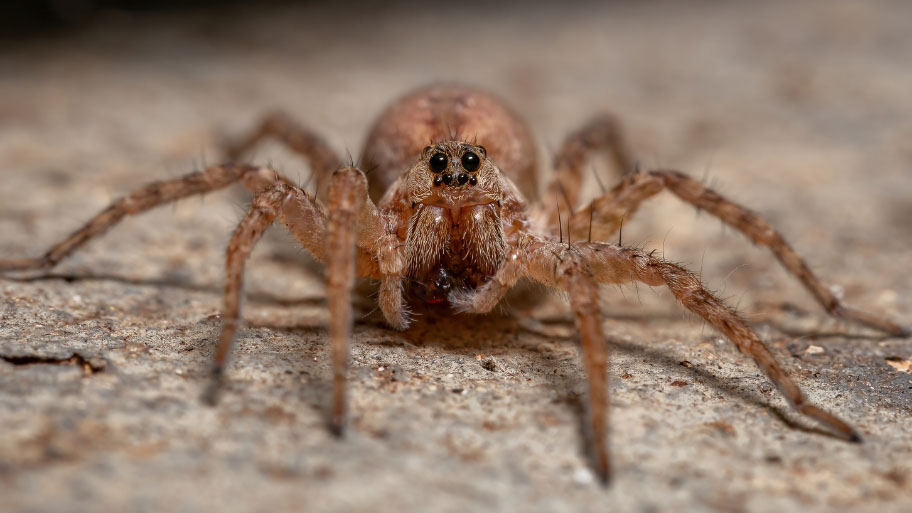 Wolf spider crawling - Pest Control in Waukee, IA