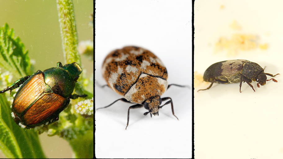 Japanese Beetle and carpet beetle and Larder Beetle