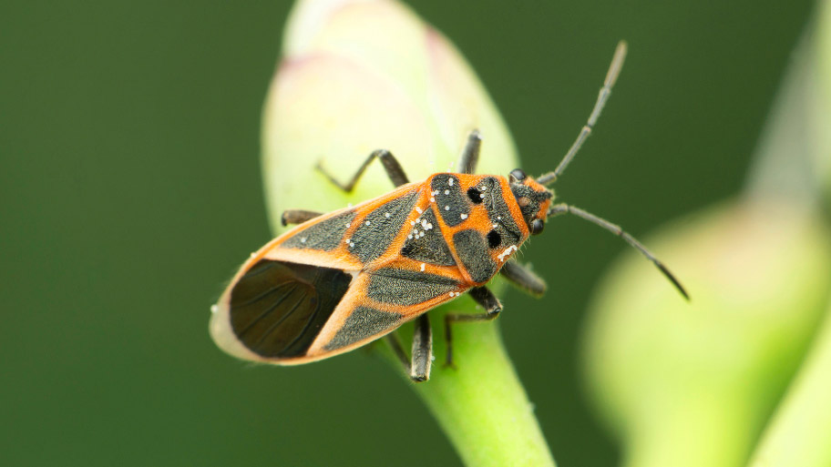 Boxelder bug hanging on a leaf