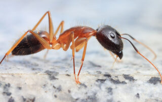 carpenter ant crawling into a house