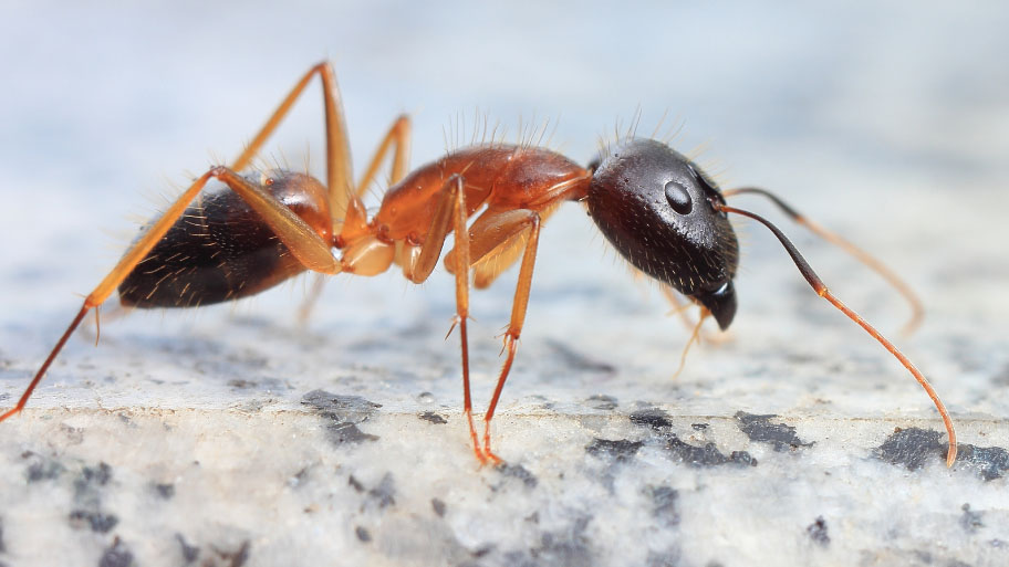  carpenter ant crawling into a house