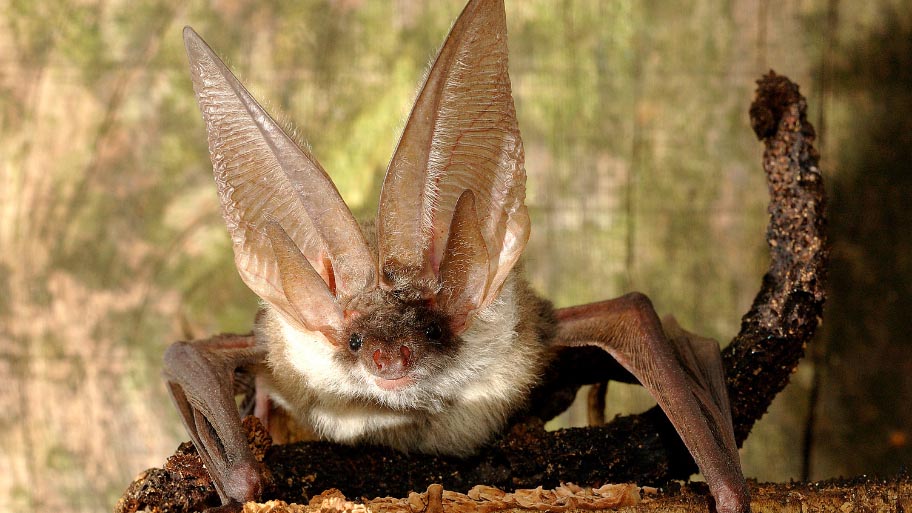 Bat Removal in Waukee, IA