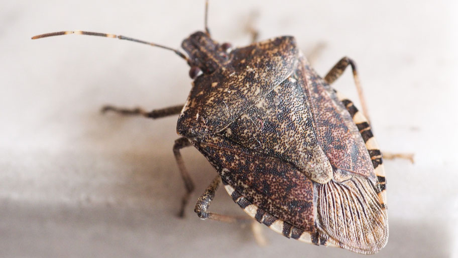 Stink bug about to enter a house